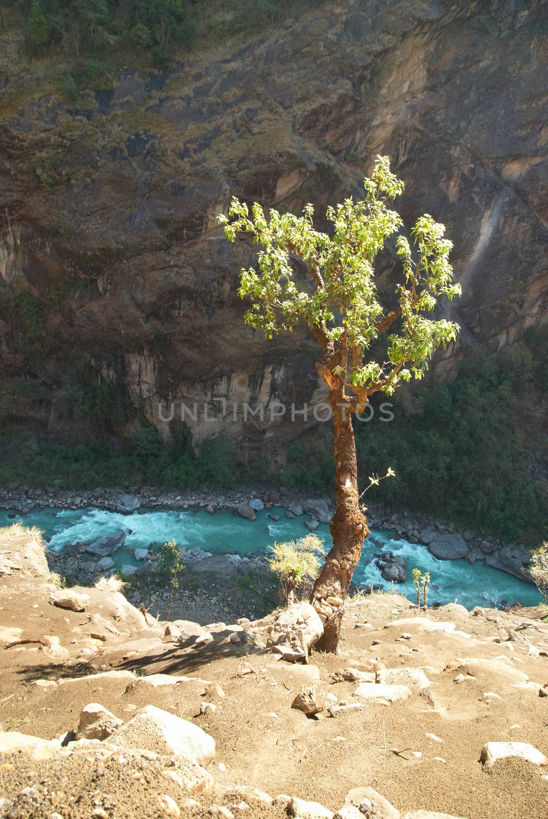 Tree above Marsyangdi river, Tibet. by vapi