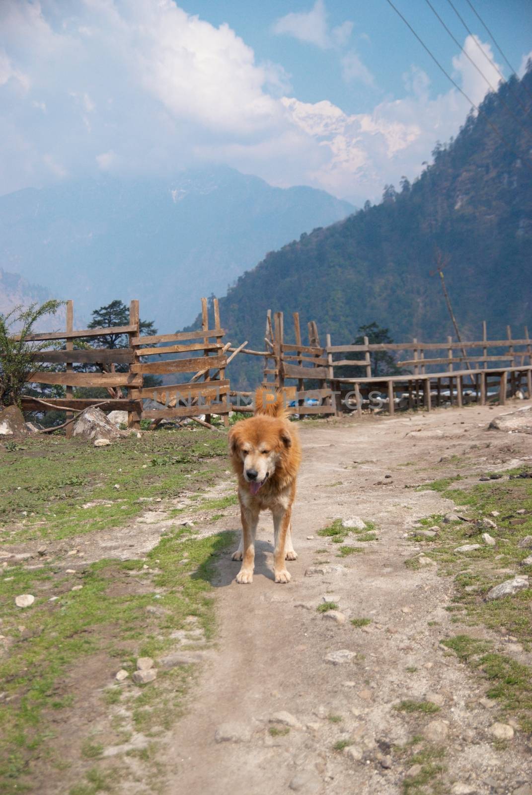 The dog and Tibetan village in Himalayan mountain with blue sky.