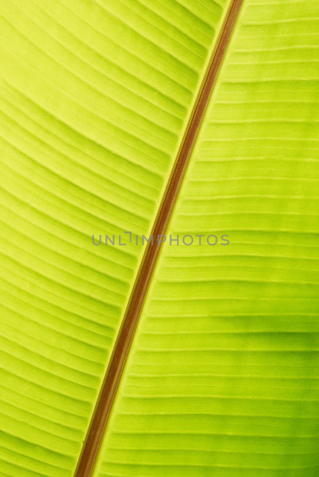 Banana green sunny leaf can be used for background