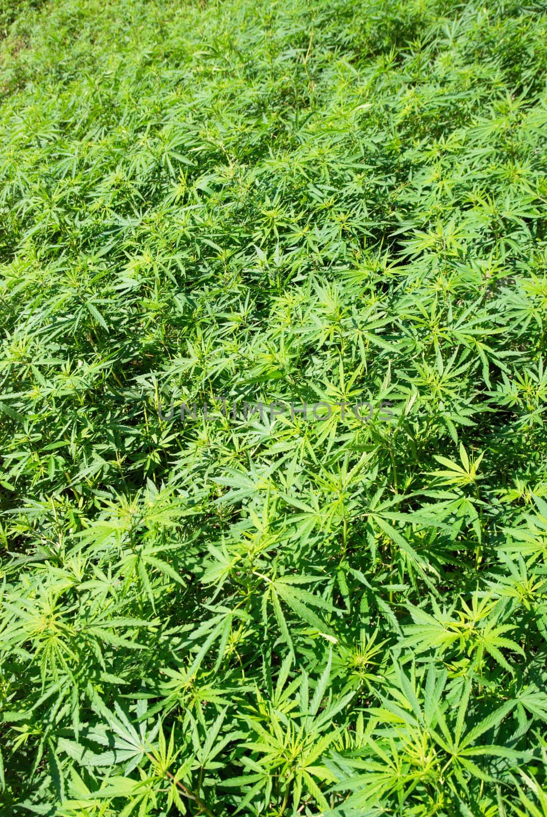 Field of green marijuana (hemp) by vapi