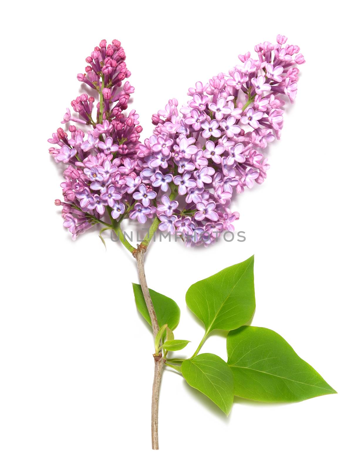 Violet lilac branch isolated on white background