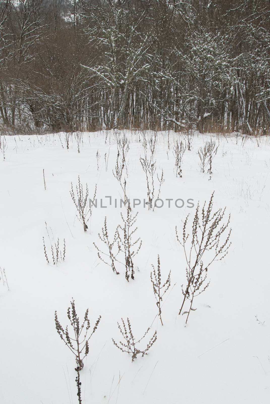 Winter landscape with icy trees.