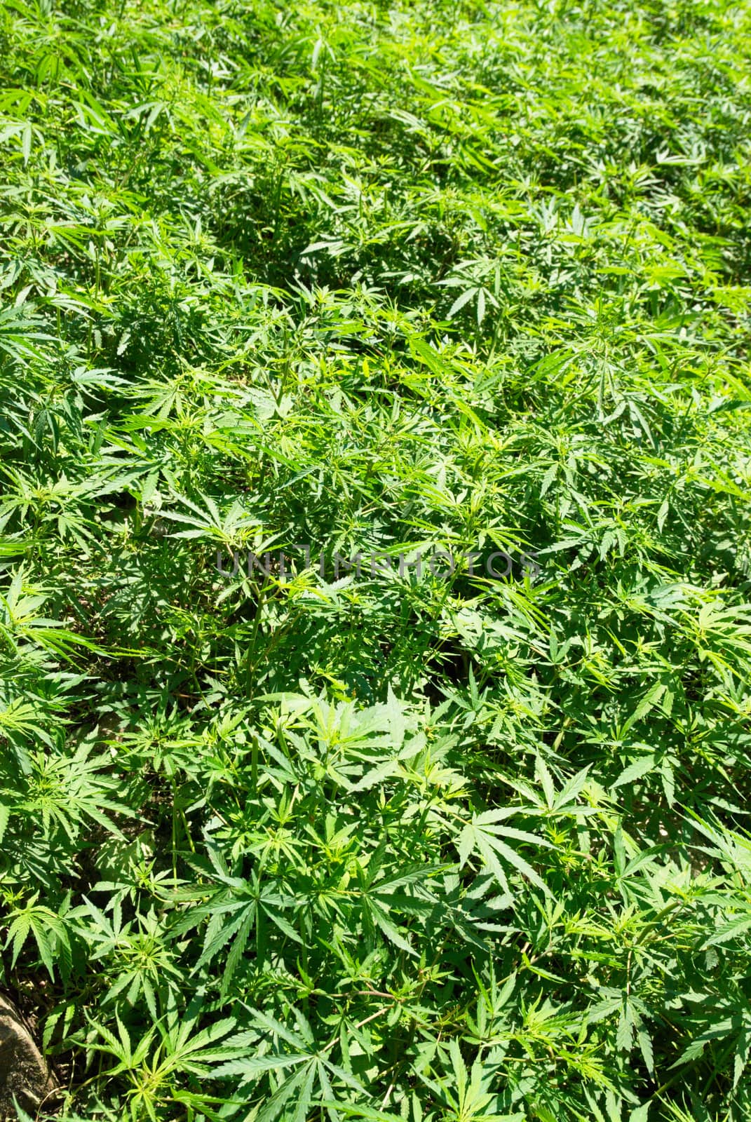 Field of green marijuana (hemp) by vapi