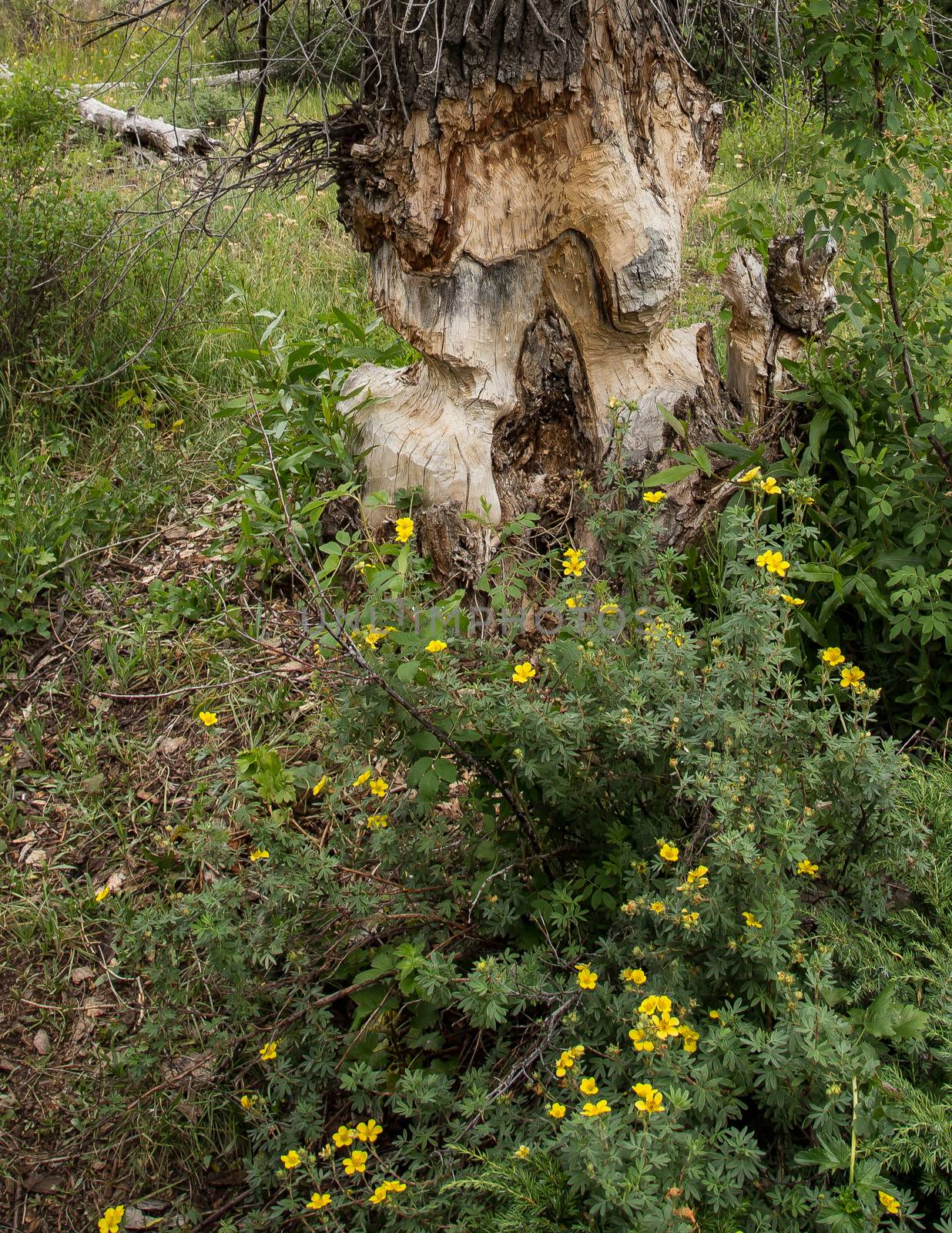 Tree chewed by beavers, Grand Tetons, Wyoming.