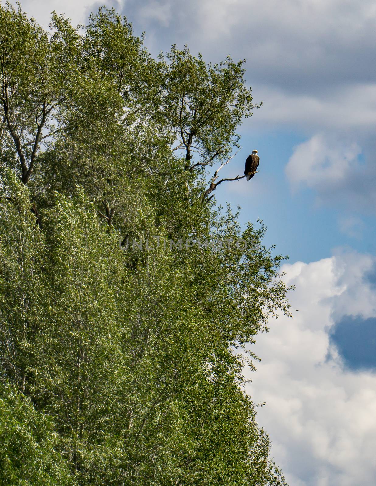 Eagle over the Snake River, Wyoming