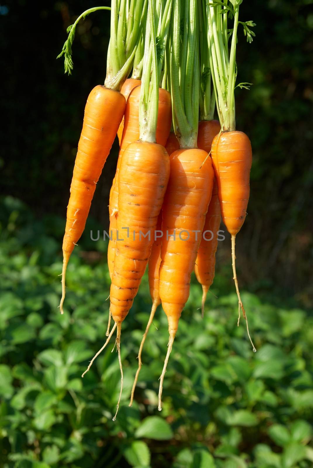 Bunch of carrots with green soft background