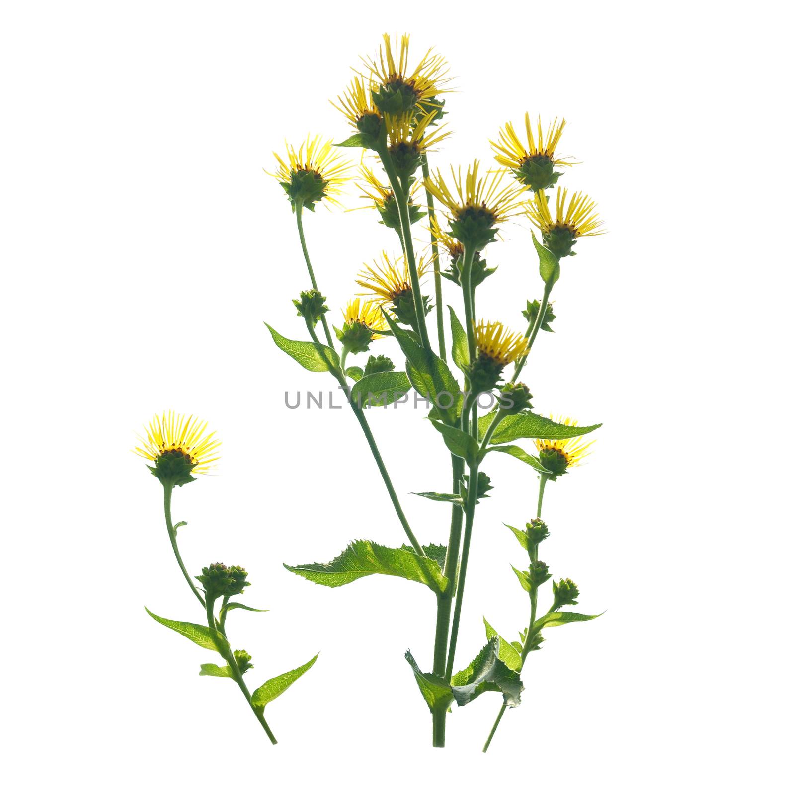 Yellow flowers isolated on the white background