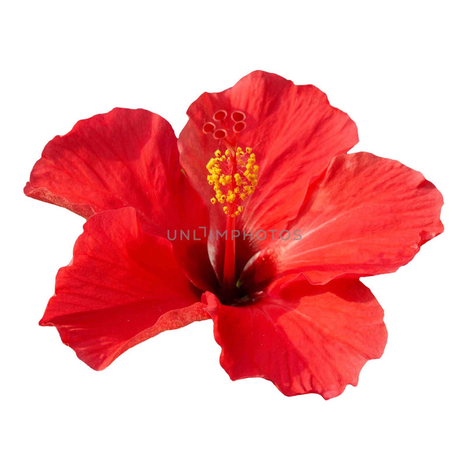 Red flower- Hibiscus rosa sinensis, isolated on white