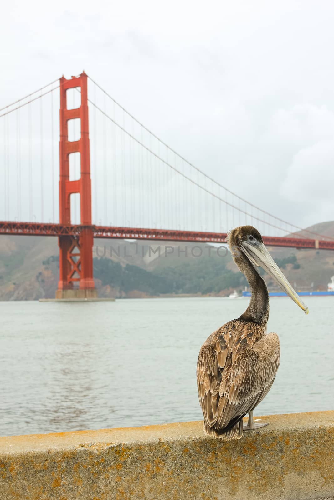 Pelican standing with Golden Gate bridge in background. by stigmatize