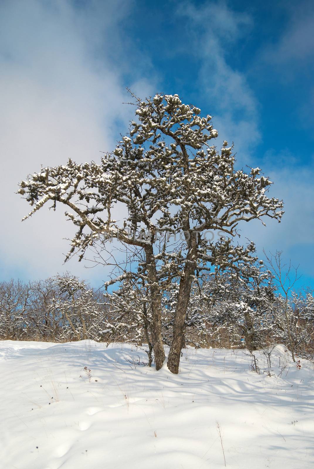 Winter icy forest