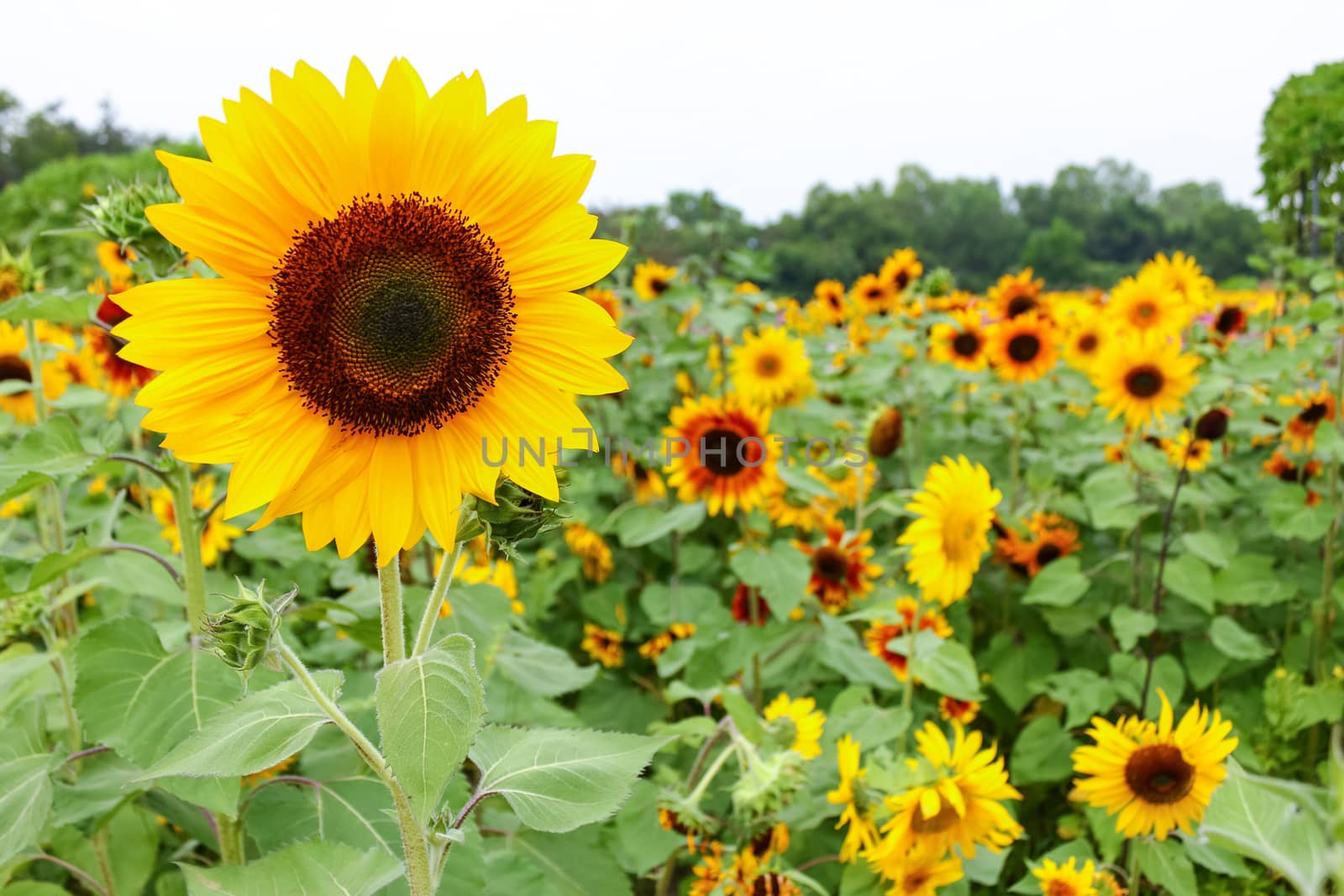 Sunflower field with cloudy sky.