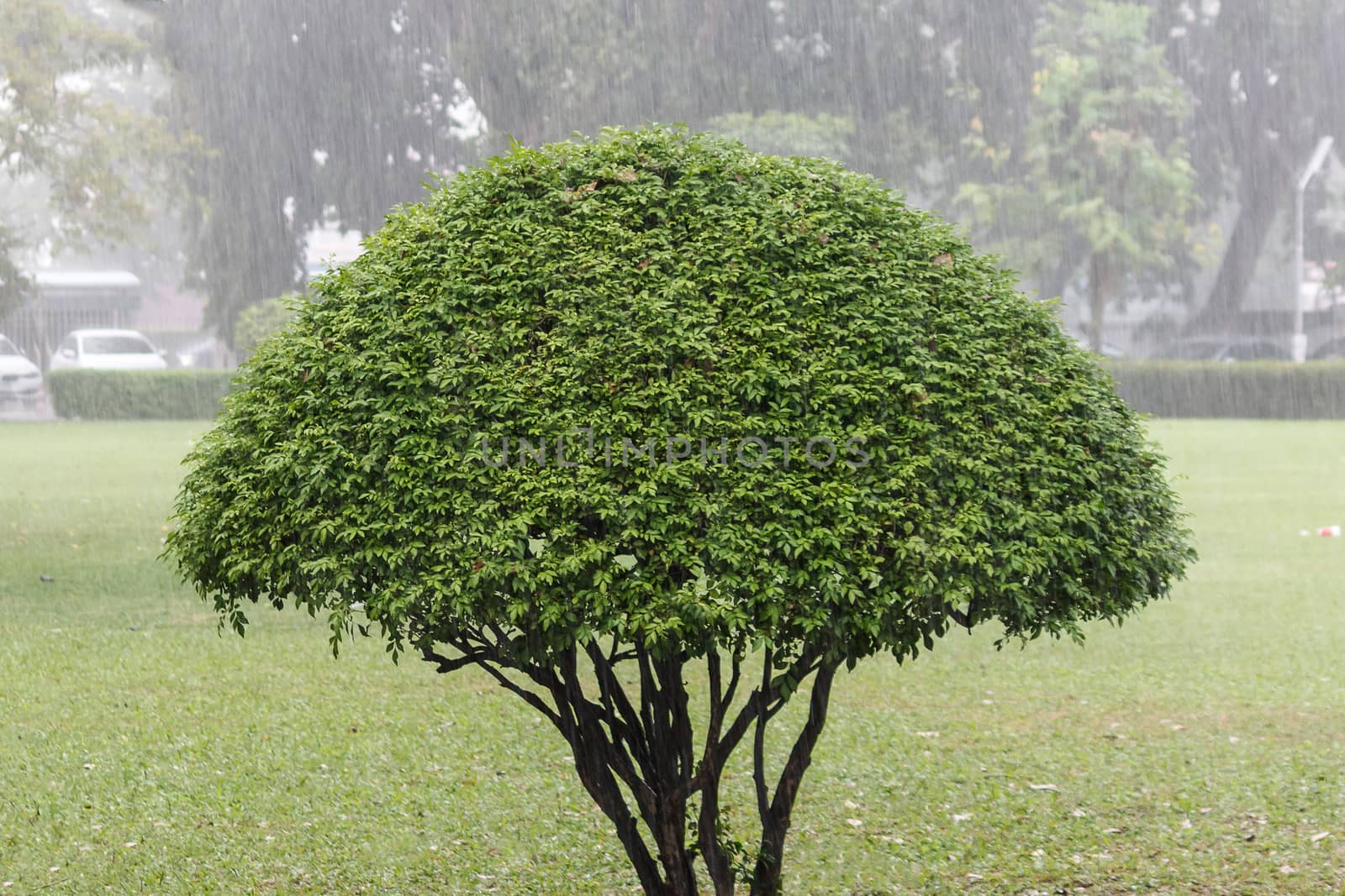 Trimmed tree standing in the rain.