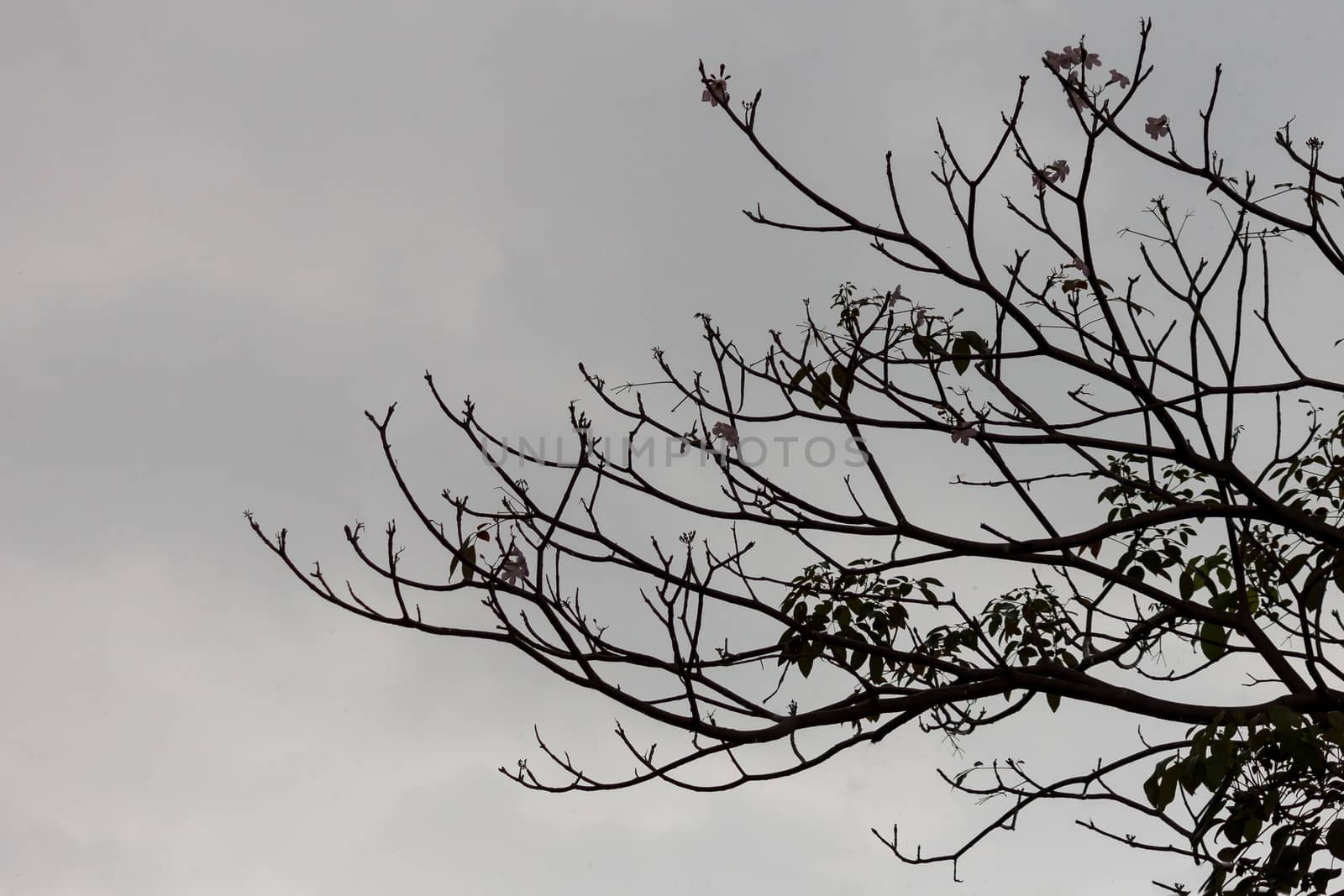 Silhouette view of branch on the tree before rain. by stigmatize
