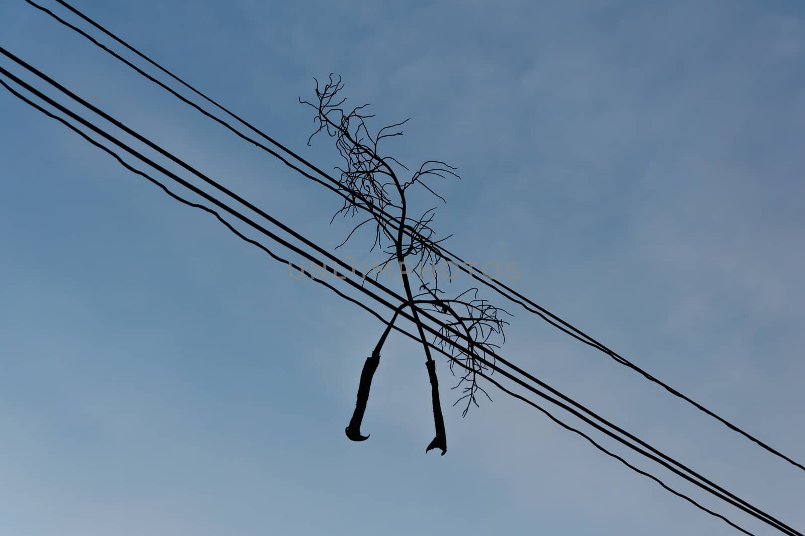 Silhouette view of dead branch hanging on the electric wire.