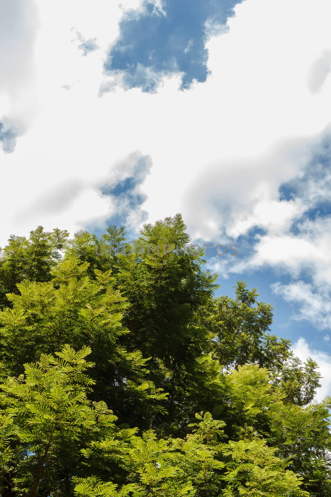 Tree top with blue sky in background.