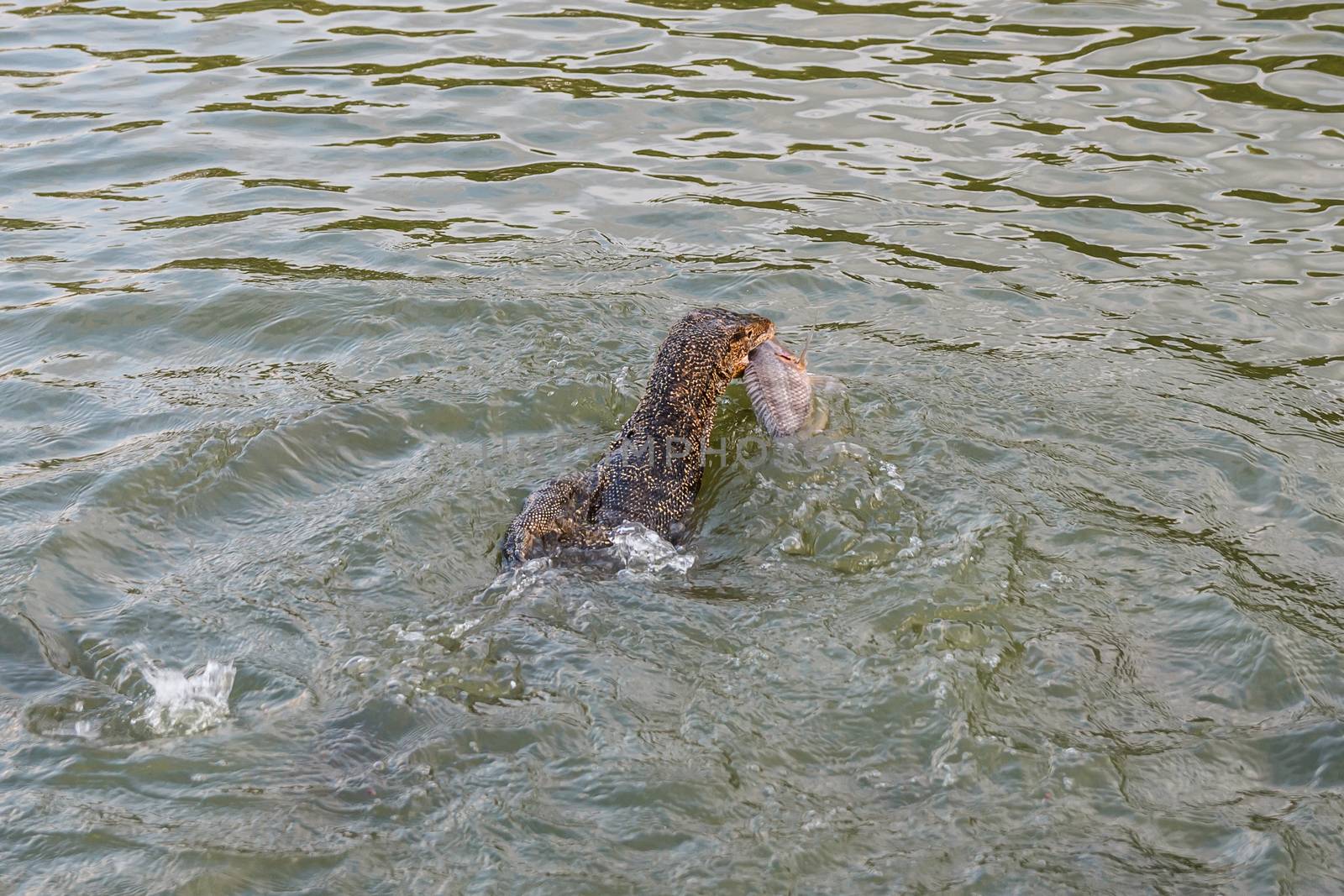 Monitor lizard swimming and hunting fish with it mouth.