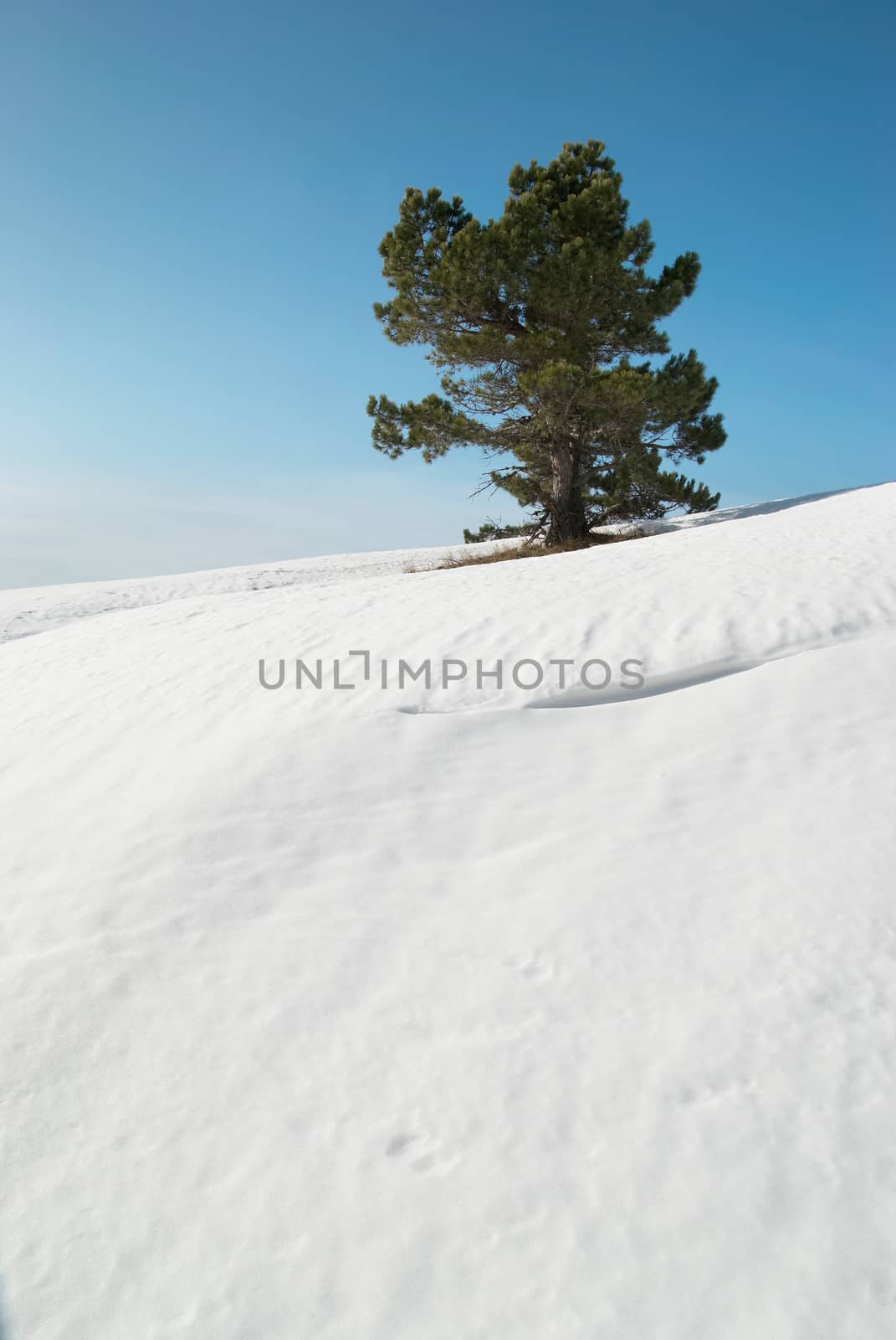 Green fir trees in the snowy mountains.