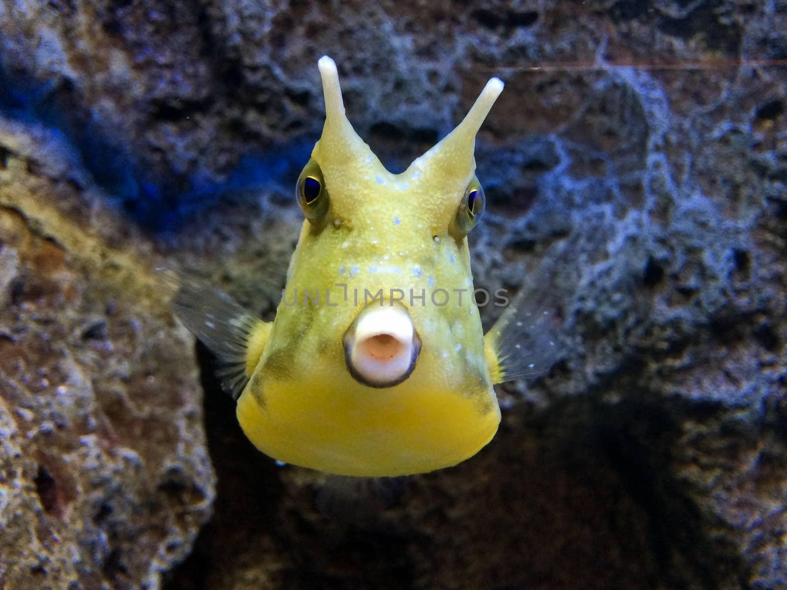 Puffer fish with the stone in the background.