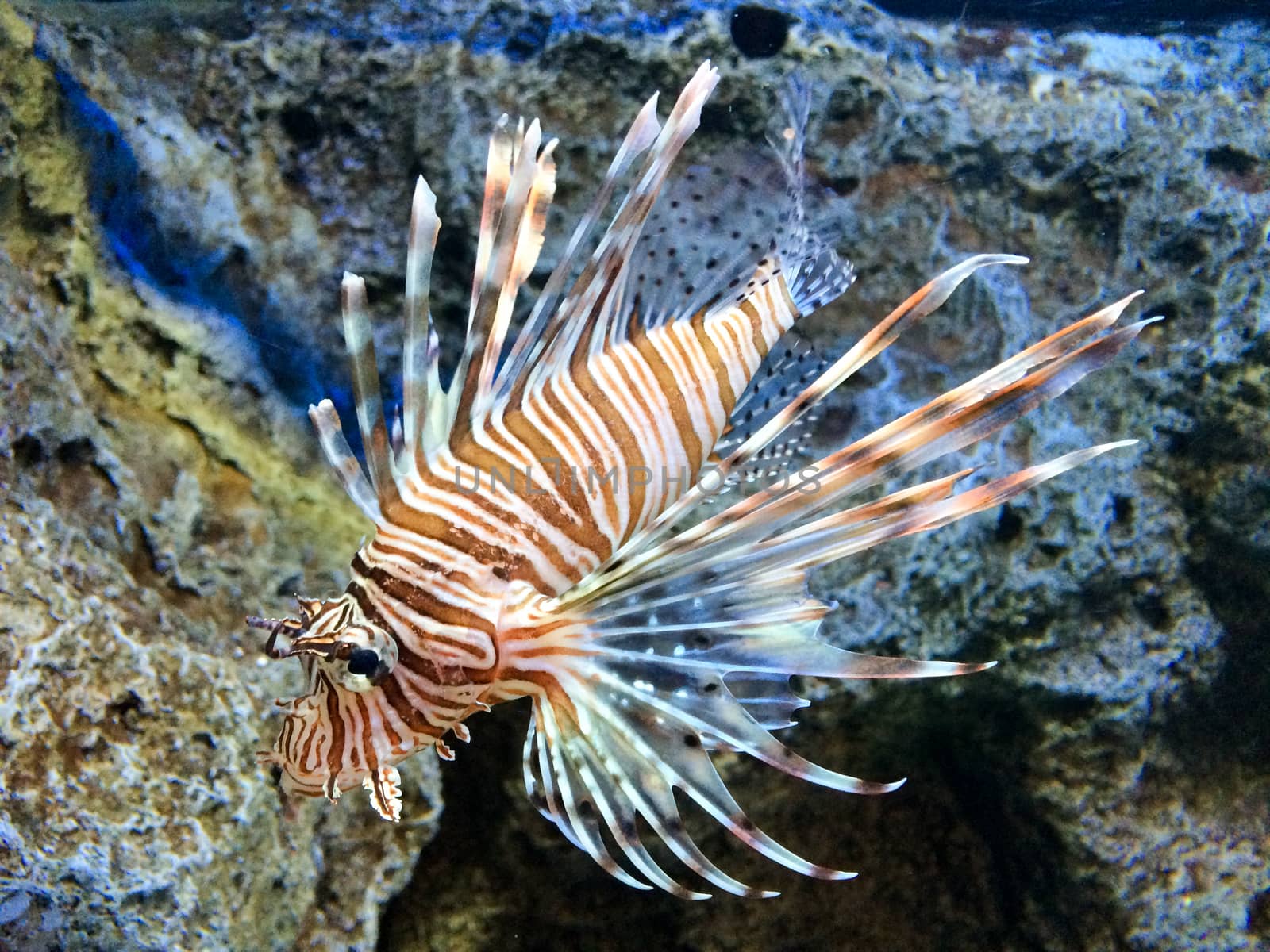 Lion fish with the stone in the background.