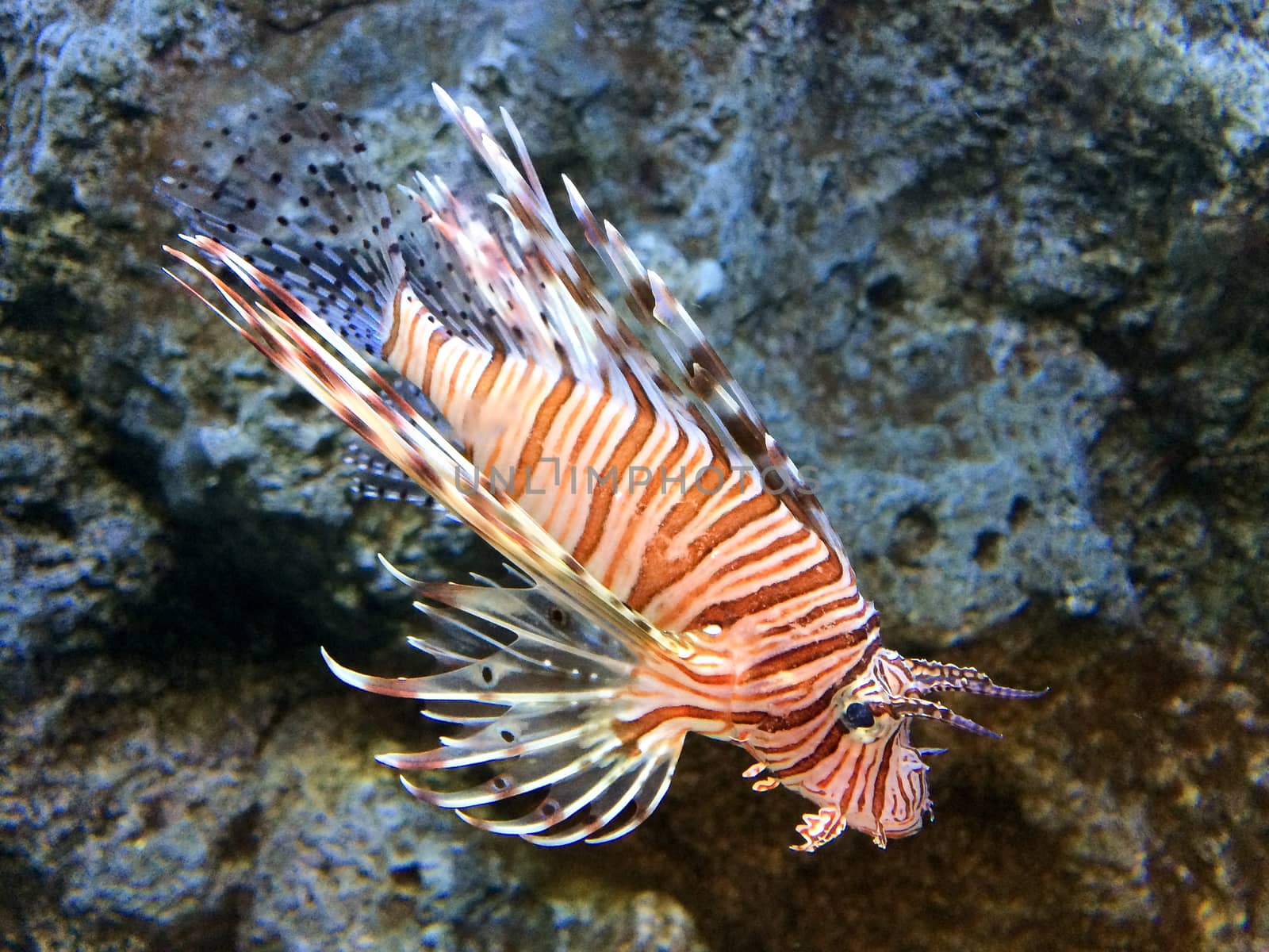 Lion fish with the stone in the background.