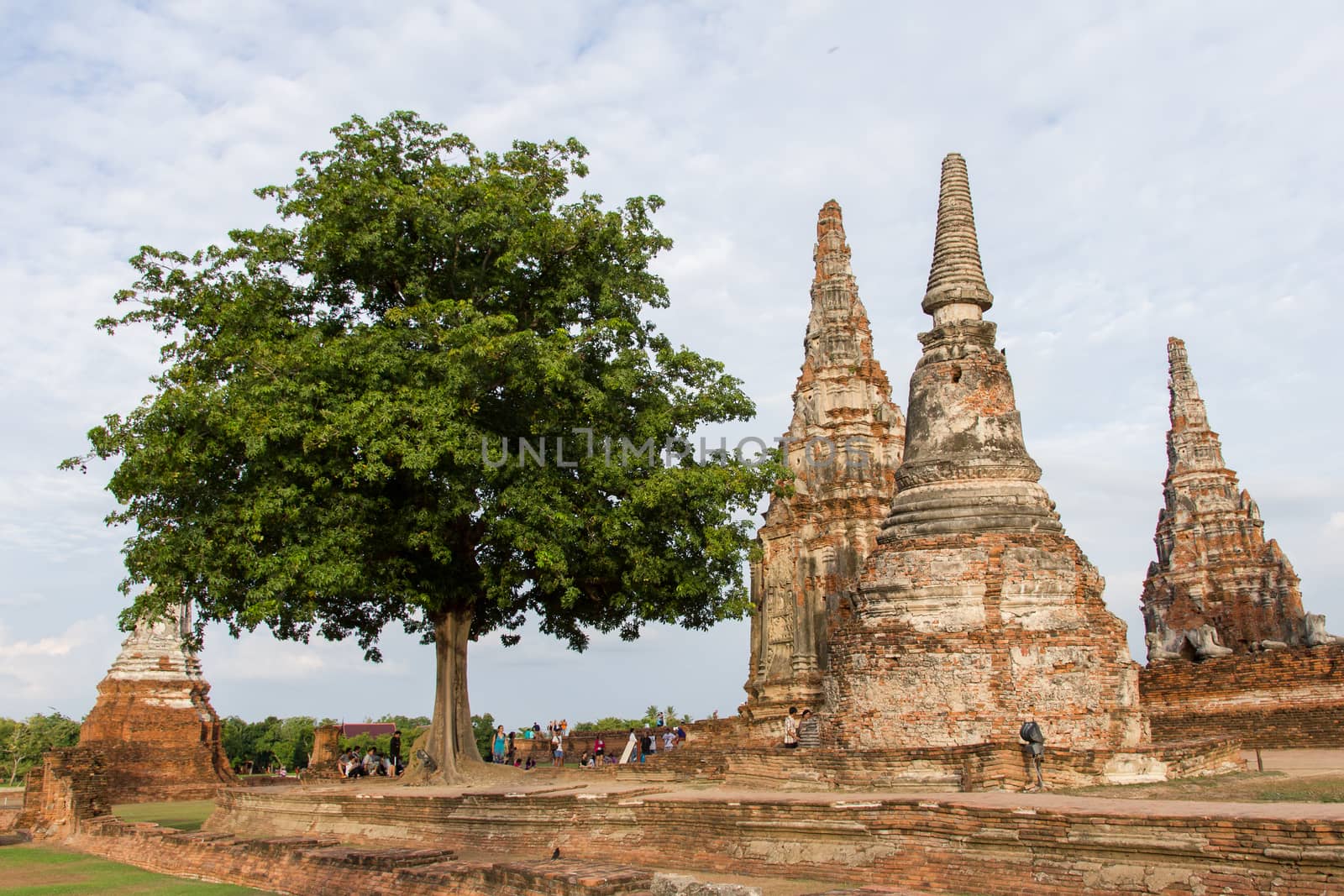 Tree and pagoda at Wat Chaiwatthanaram - Ayutthaya