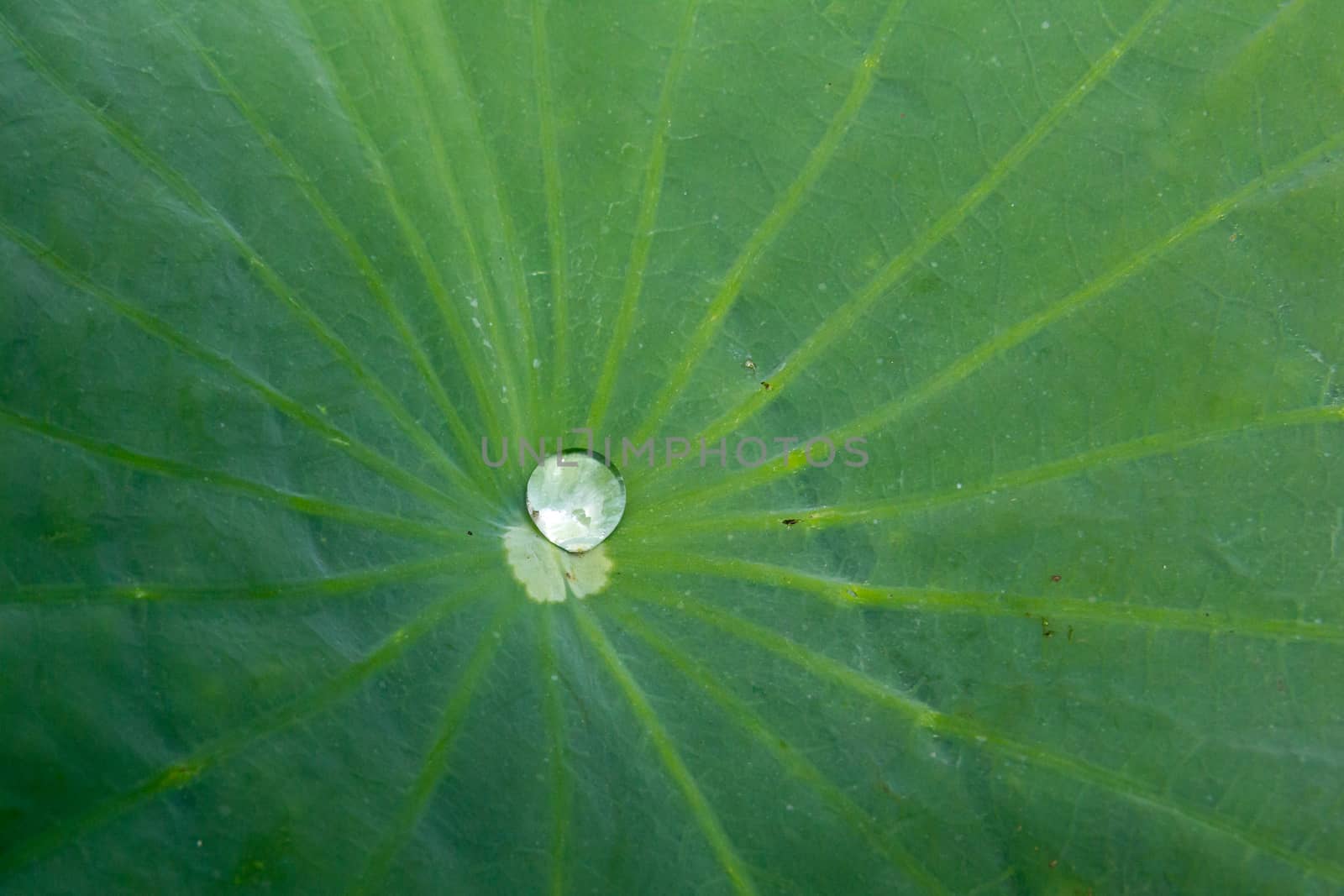 Droplet on the lotus leaf in the pond.