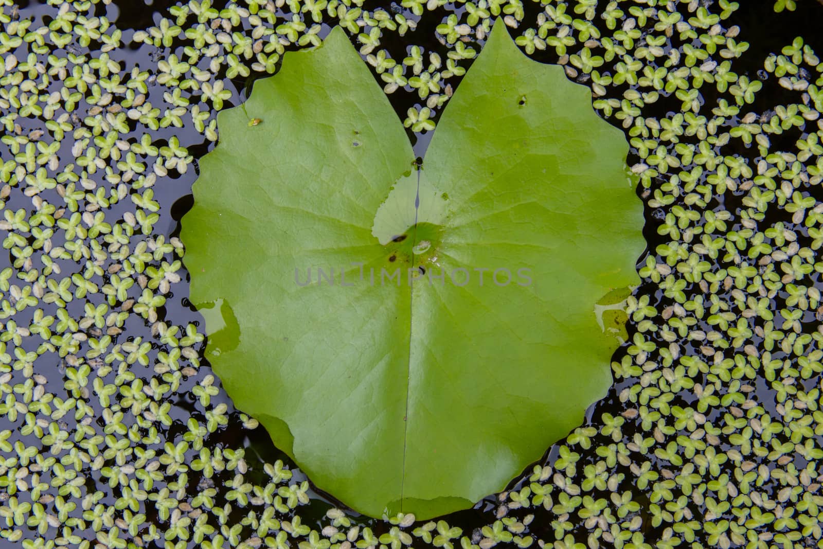 Green lotus leaf on the water looks like heart.