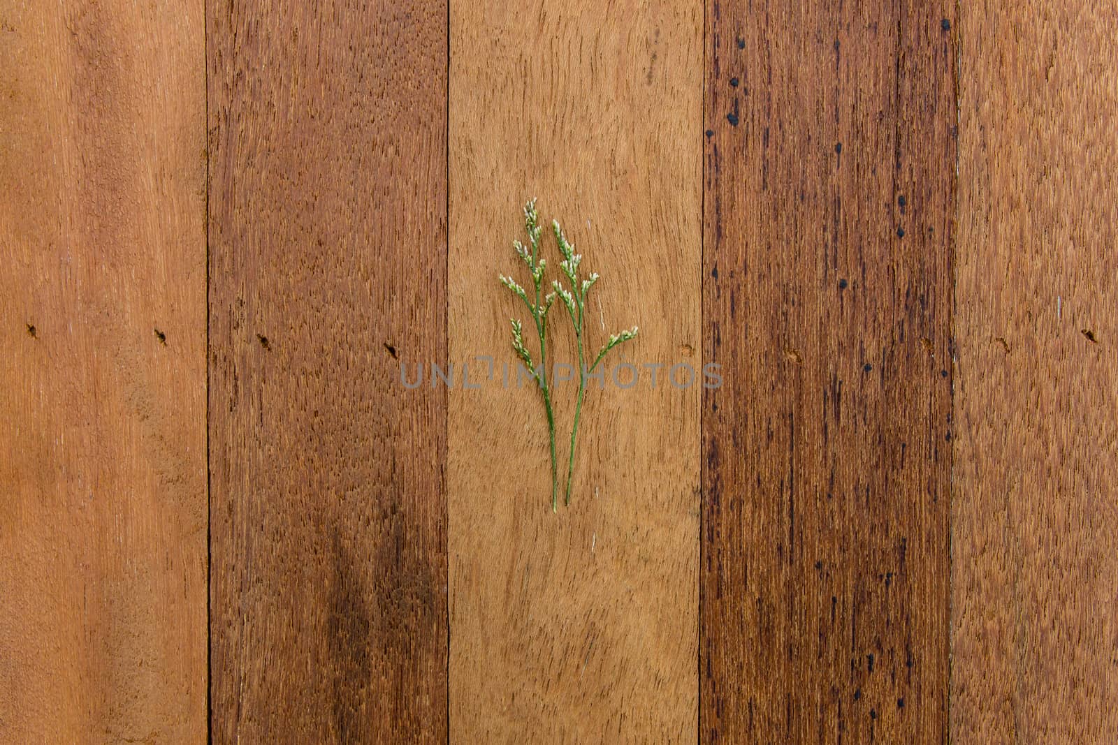 Little branch on the wood panel