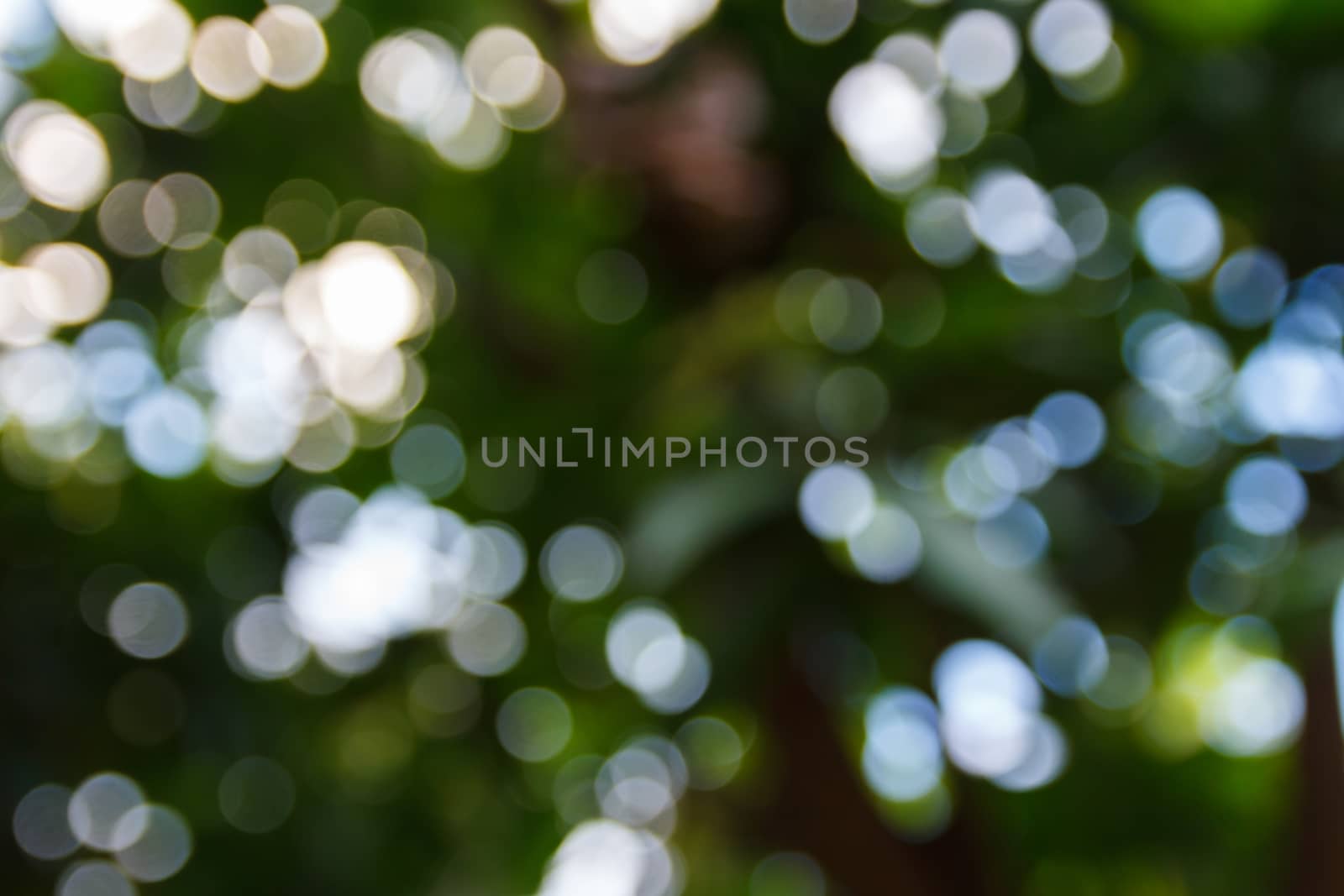 Blur tree with bokeh. Use for background.