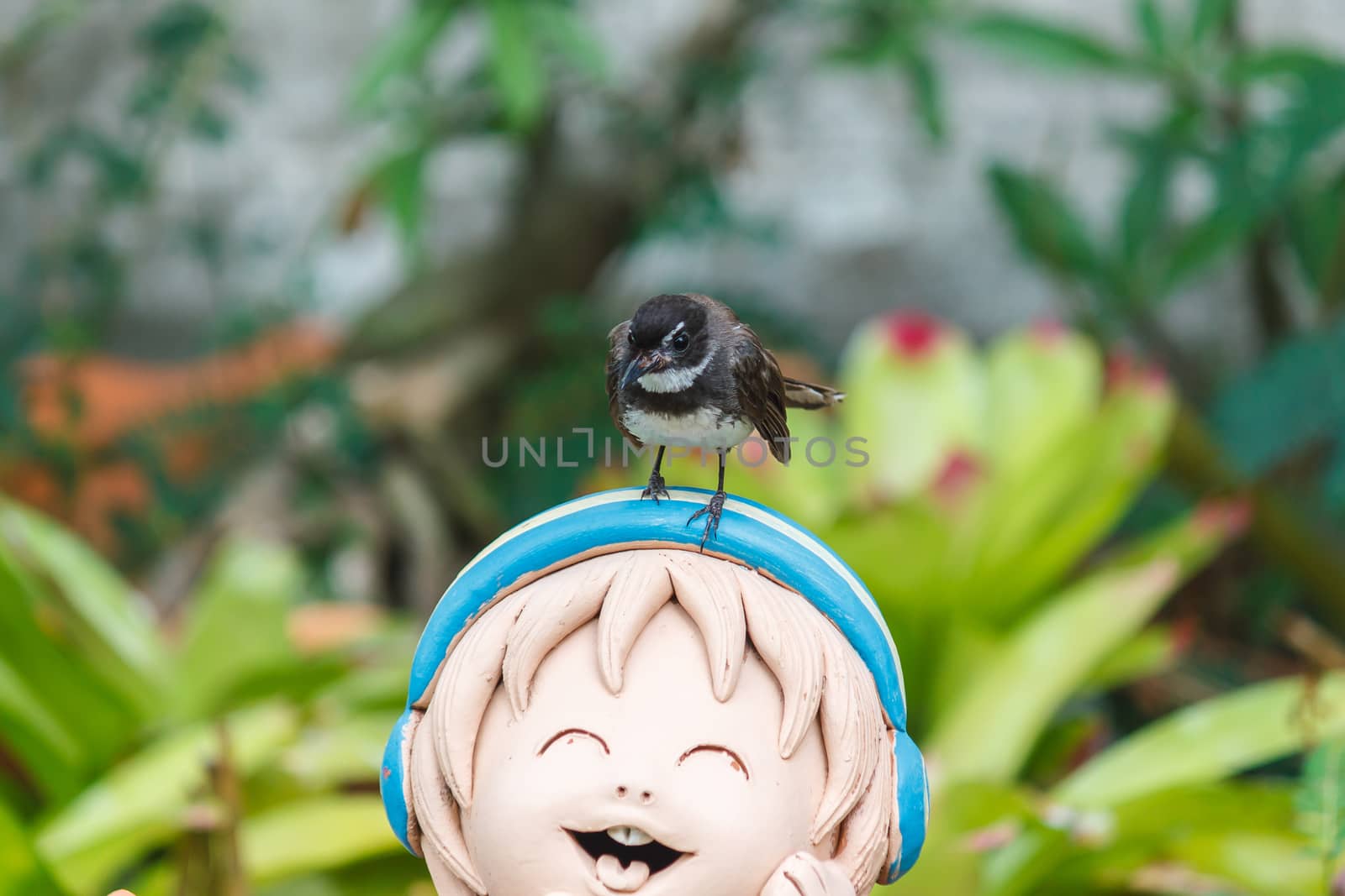 Fantail bird standing on the smiling clay doll.