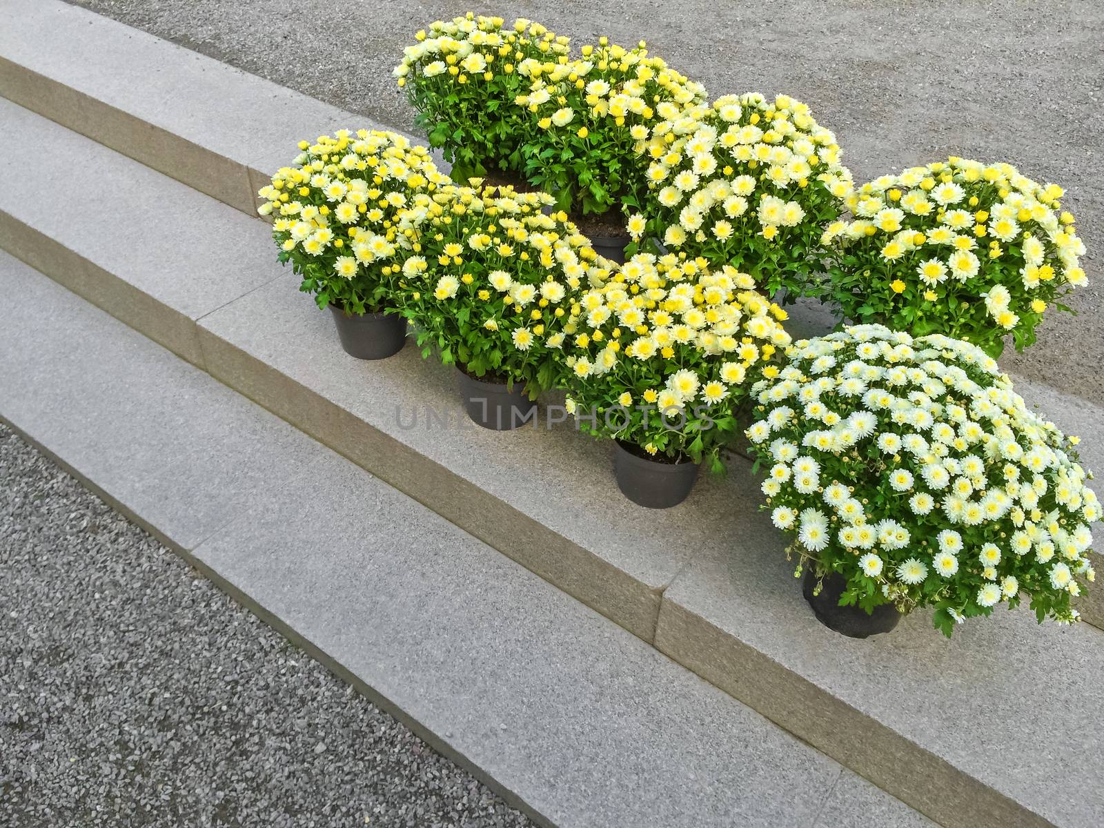 Yellow chrysanthemums on stone steps by anikasalsera