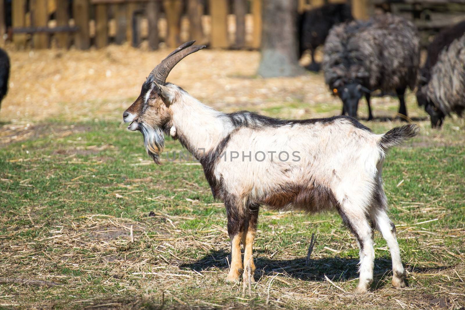 The goat male by furzyk73