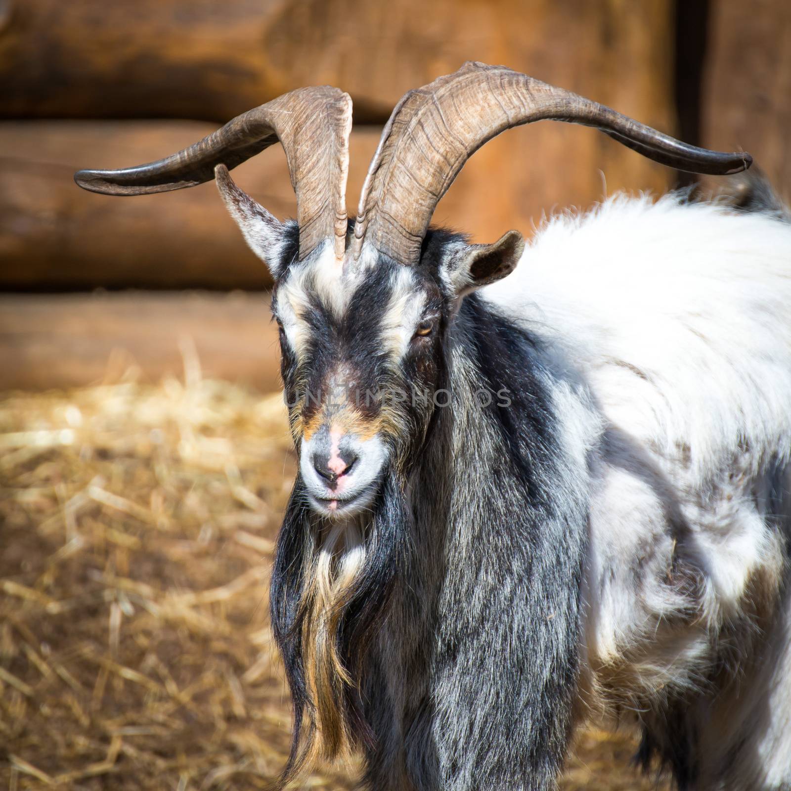 The goat male by furzyk73