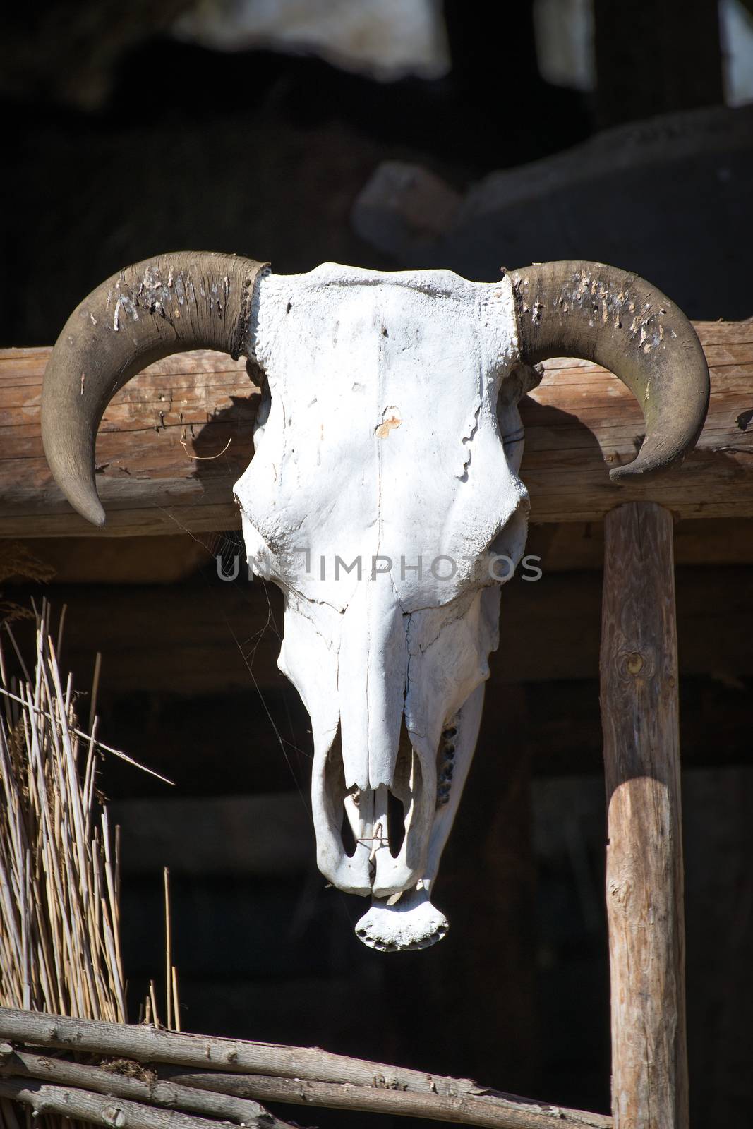 Old trophy - cow's skull hanged on the barn