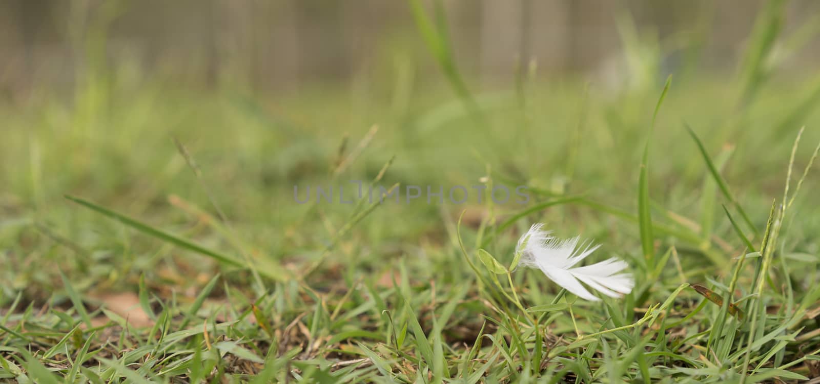 White Downy Feather Blowing in Wind by sherj