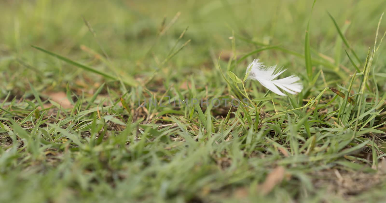 White Downy Feather Blowing in Wind over green grass background