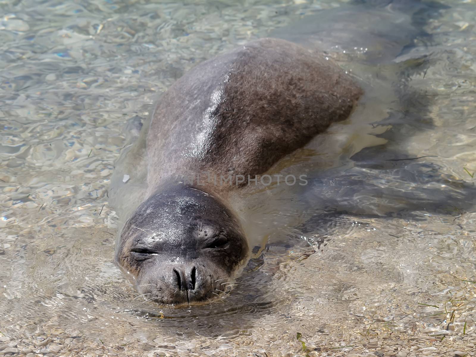 Mediterranean monk seal relax on sea shallows 