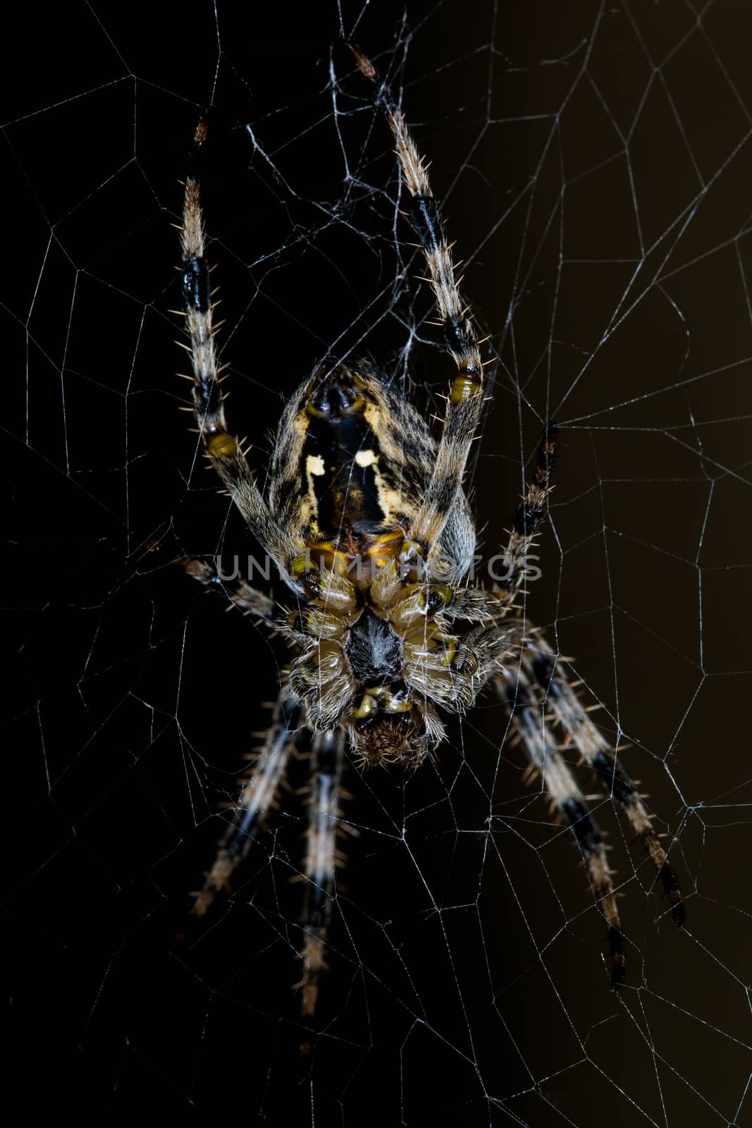 Araneus diadematus, known as diadem spider or cross spider, on it's web, isolated on black background.