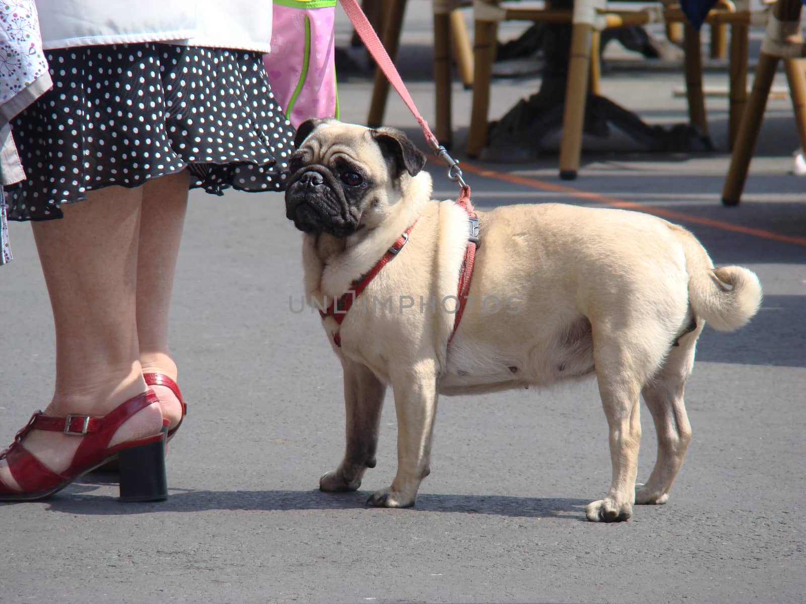 French Bulldog with Leash and Harness