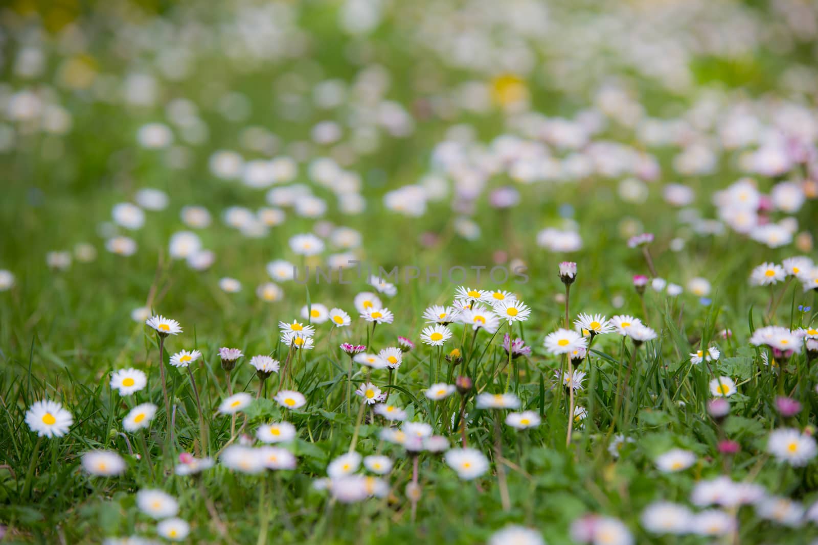 Spring meadow, daisies with shallow depth of field