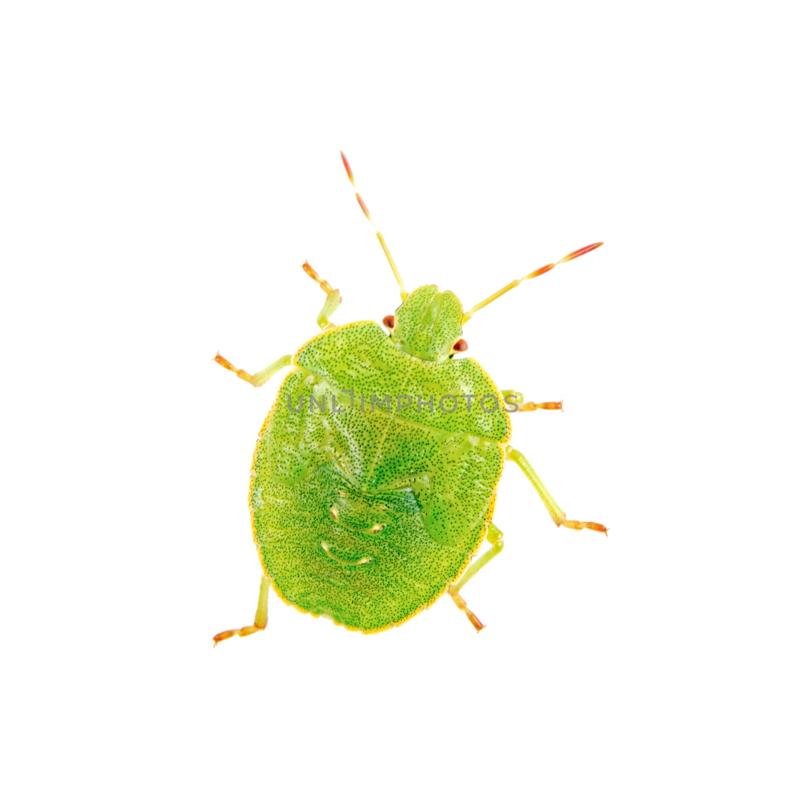 Green shield bug isolated on a white background