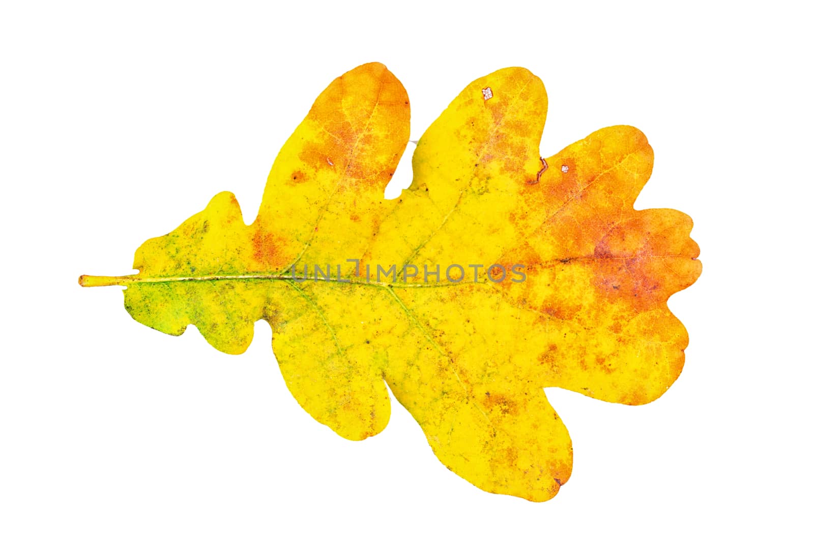 Oak leaf isolated on a white background