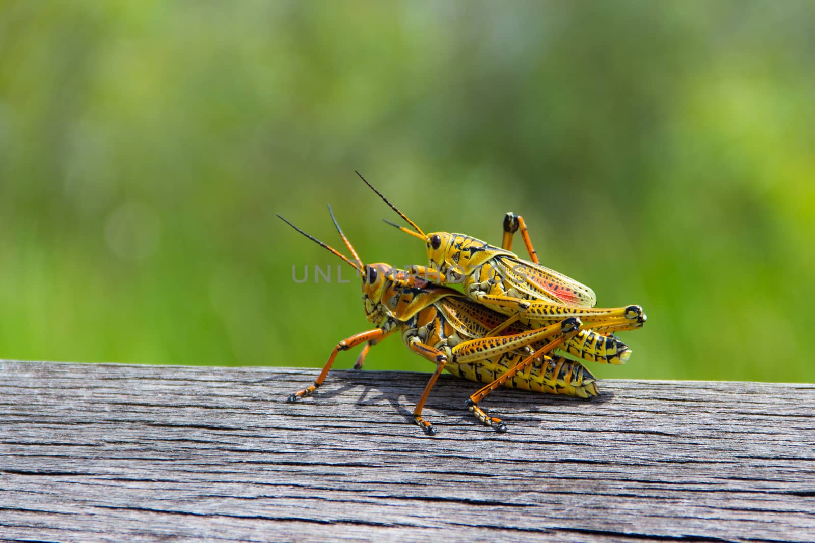 Macro shot of mating crickets