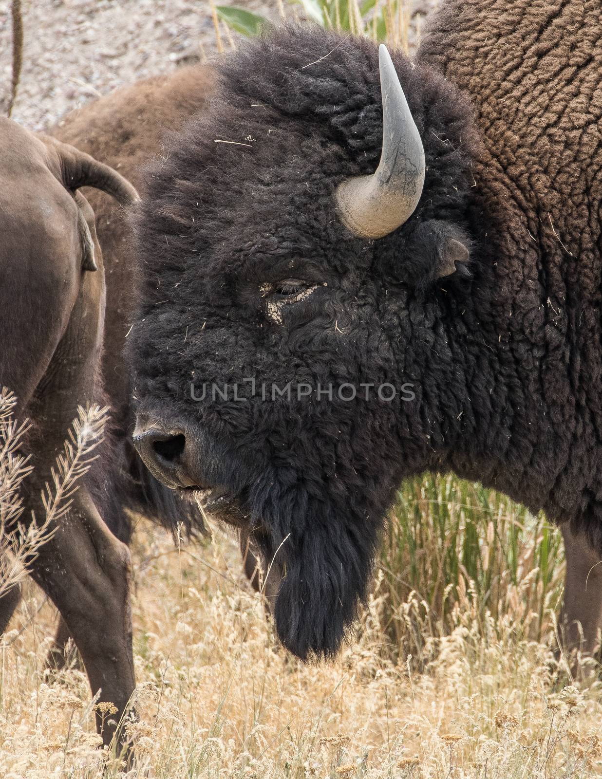 Bison in The National Bison range, Montana.