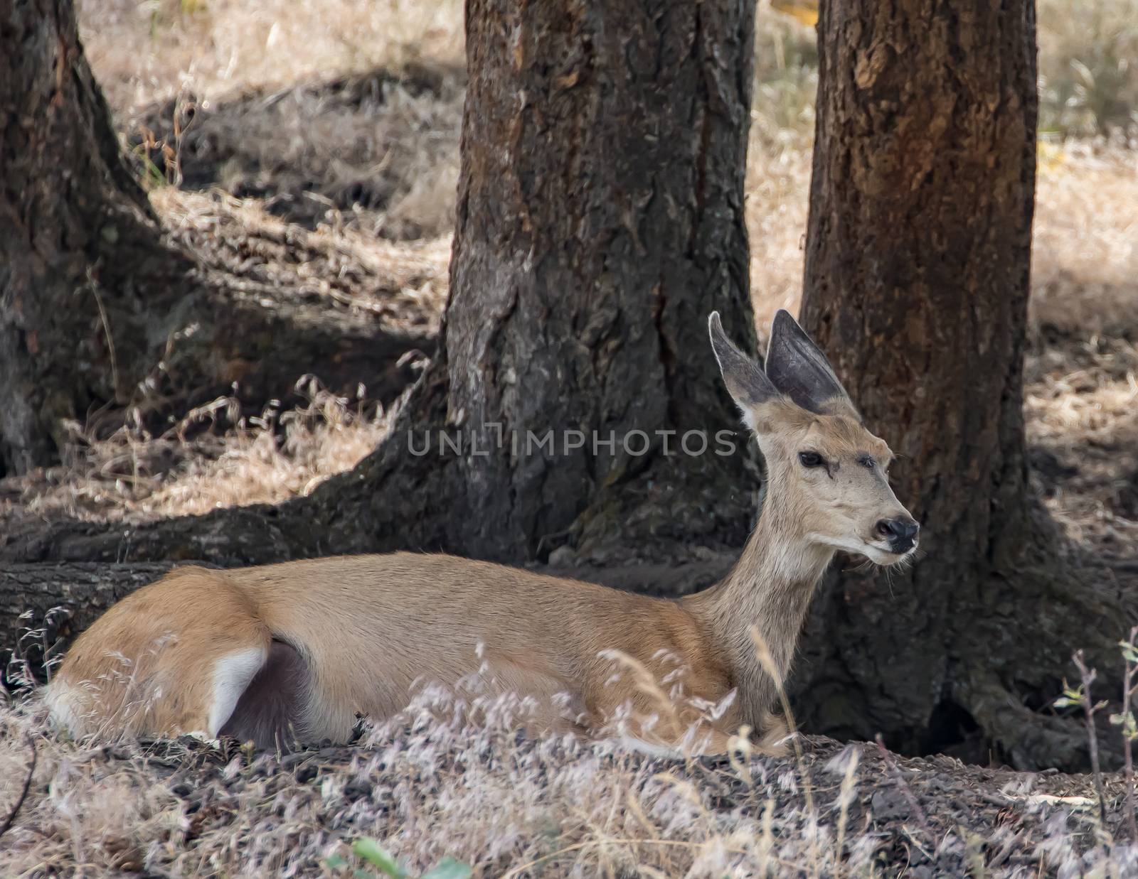 Deer resting under a tree, Montana.