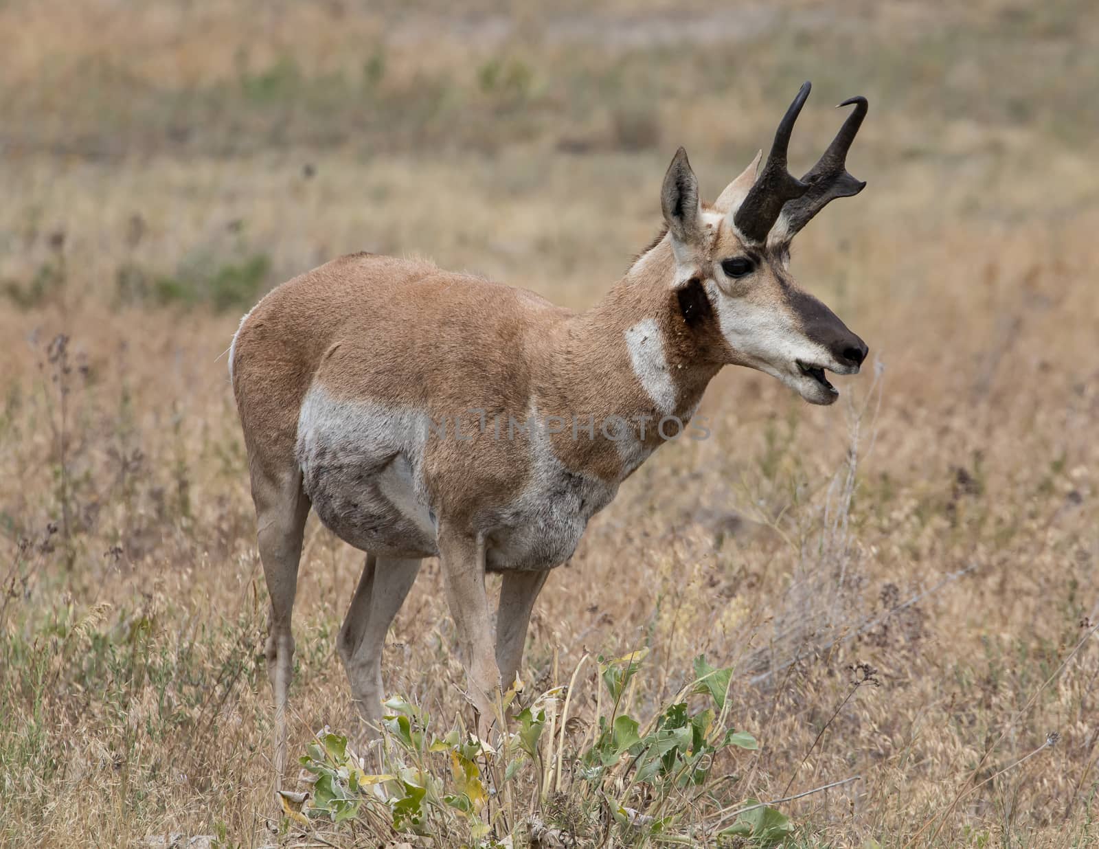 Pronghorn Antelope in Montana.