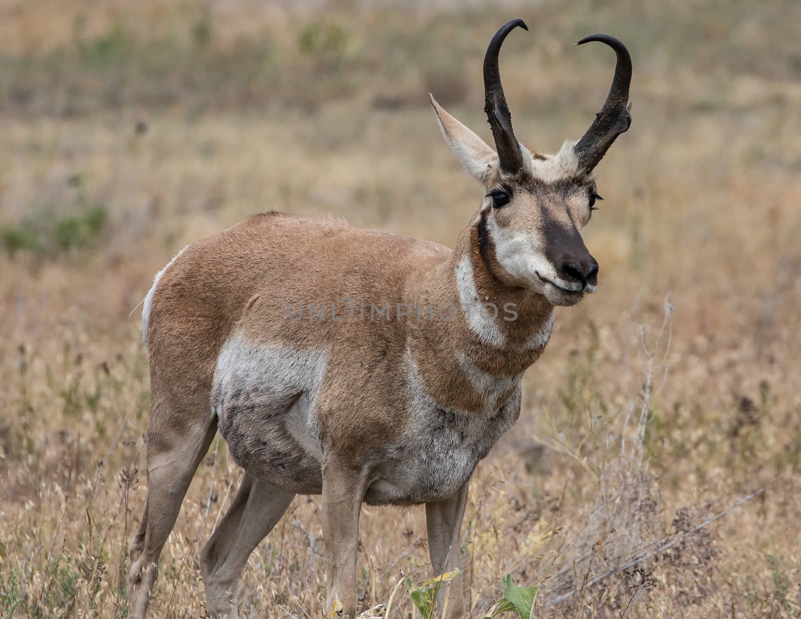 Pronghorn Antelope by teacherdad48@yahoo.com