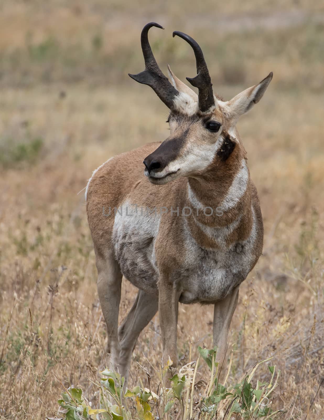 Pronghorn Antelope in Montana.