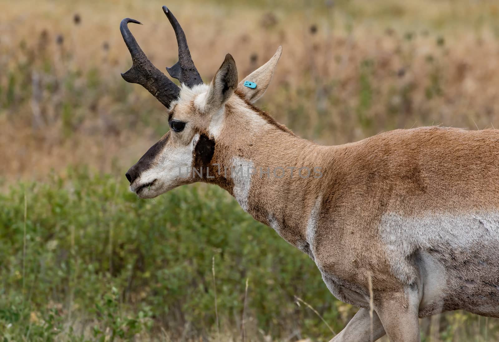 Pronghorn Antelope in Montana.
