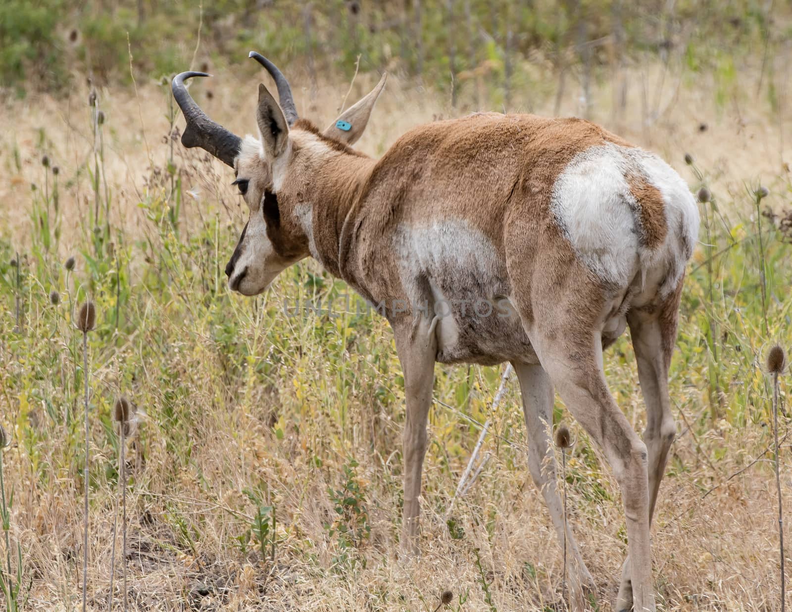 Pronghorn Antelope by teacherdad48@yahoo.com